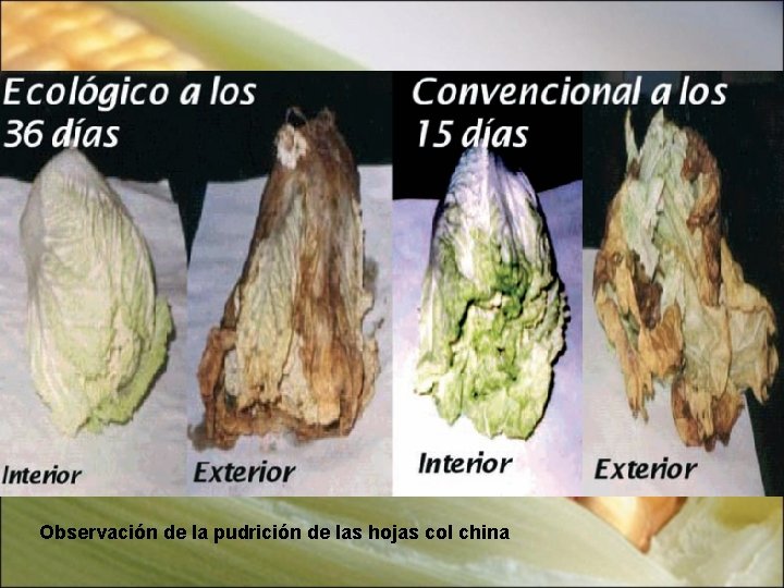 Observación de la pudrición de las hojas col china 