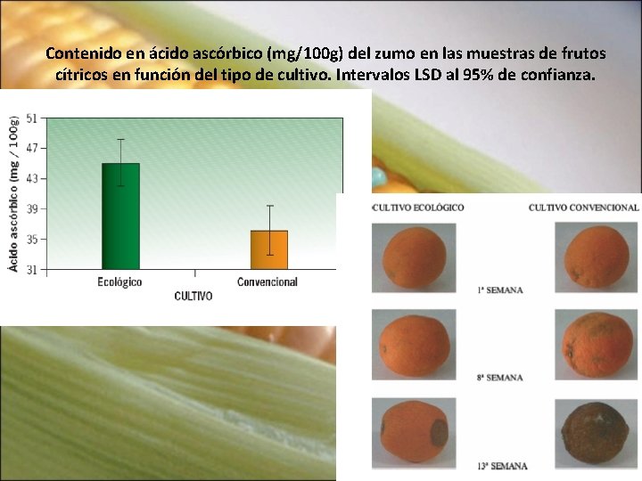 Contenido en ácido ascórbico (mg/100 g) del zumo en las muestras de frutos cítricos