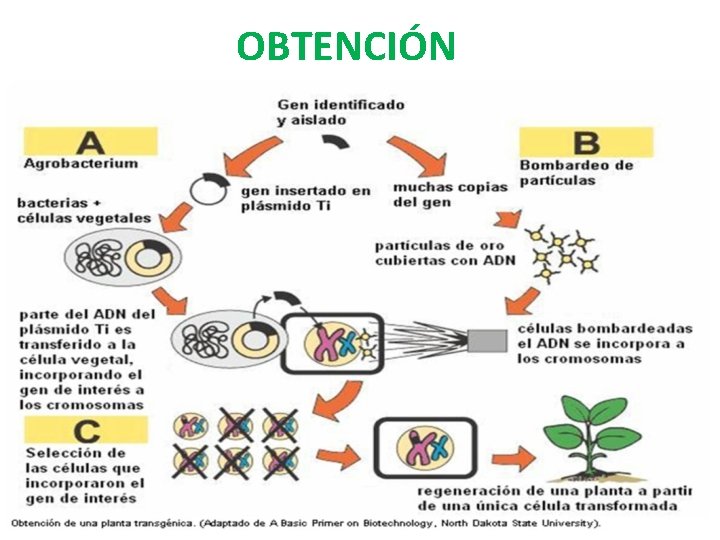 OBTENCIÓN 