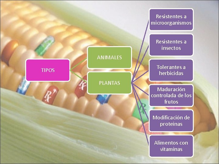 Resistentes a microorganismos Resistentes a insectos ANIMALES Tolerantes a herbicidas TIPOS PLANTAS Maduración controlada