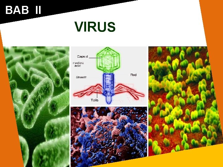 BAB II VIRUS 