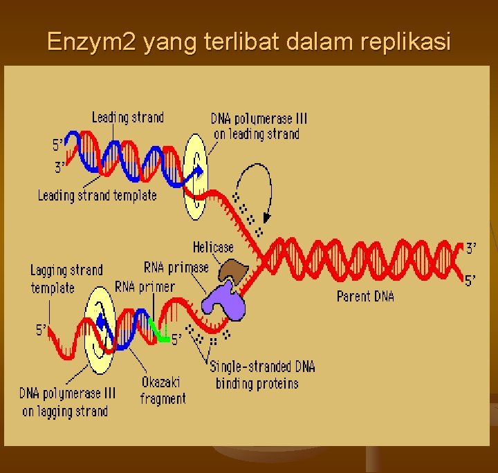 Enzym 2 yang terlibat dalam replikasi 