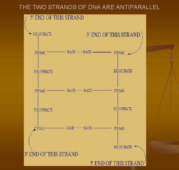 THE TWO STRANDS OF DNA ARE ANTIPARALLEL 