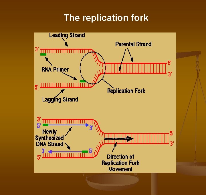 The replication fork 