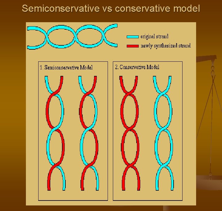 Semiconservative vs conservative model 