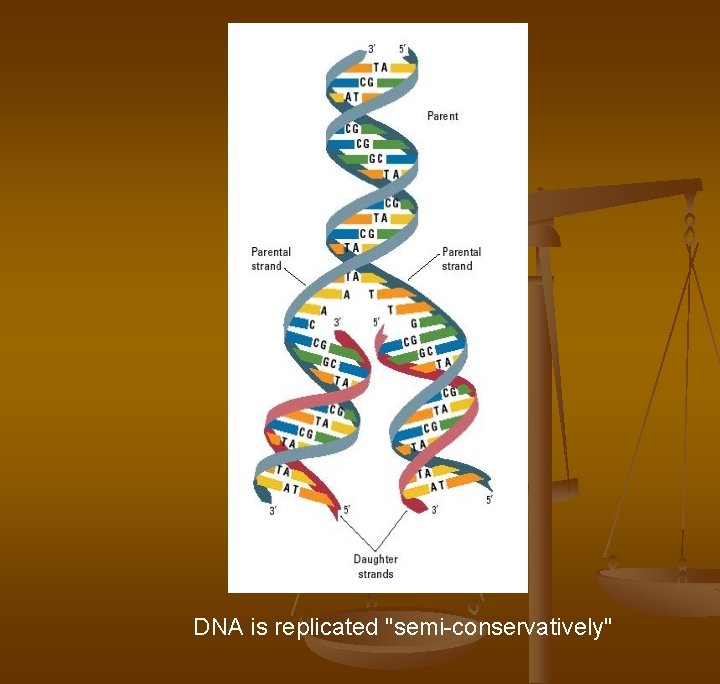 DNA is replicated "semi-conservatively" DNA is replicated "semi-conservatively"