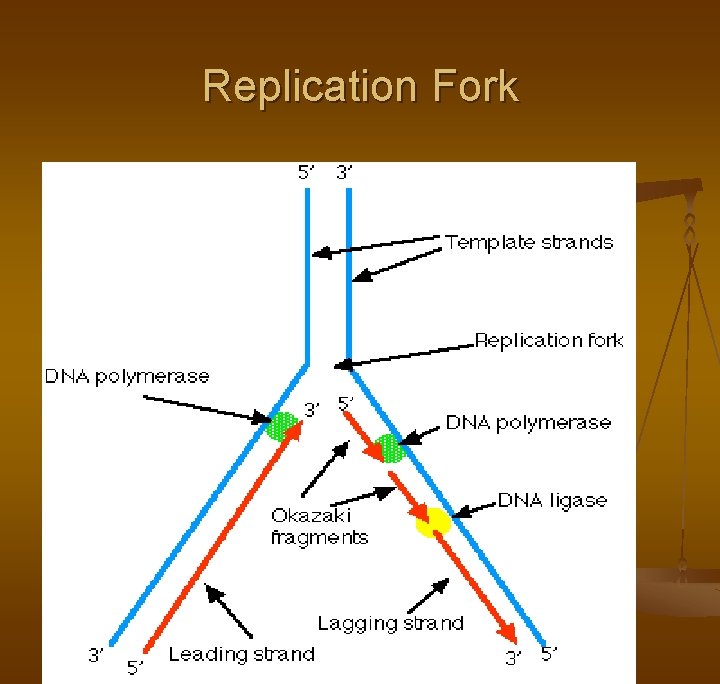 Replication Fork 