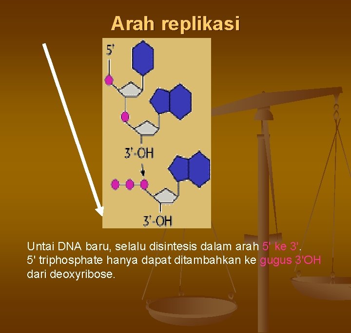 Arah replikasi Untai DNA baru, selalu disintesis dalam arah 5' ke 3'. 5' triphosphate