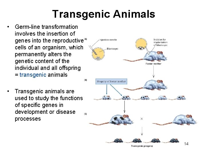 Transgenic Animals • Germ-line transformation involves the insertion of genes into the reproductive cells