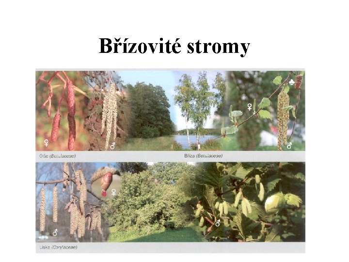 Břízovité stromy Břízovité stromy