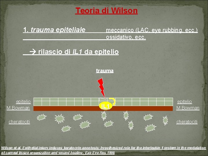 Teoria di Wilson 1. trauma epiteliale meccanico (LAC, eye rubbing, ecc. ) ossidativo, ecc.
