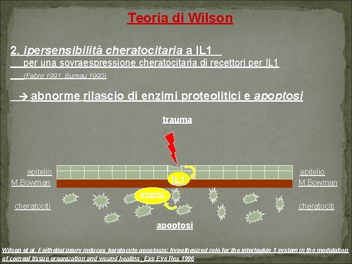 Teoria di Wilson 2. ipersensibilità cheratocitaria a IL 1 per una sovraespressione cheratocitaria di