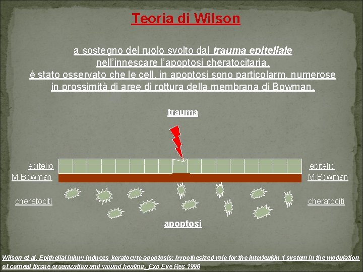 Teoria di Wilson a sostegno del ruolo svolto dal trauma epiteliale nell’innescare l’apoptosi cheratocitaria,