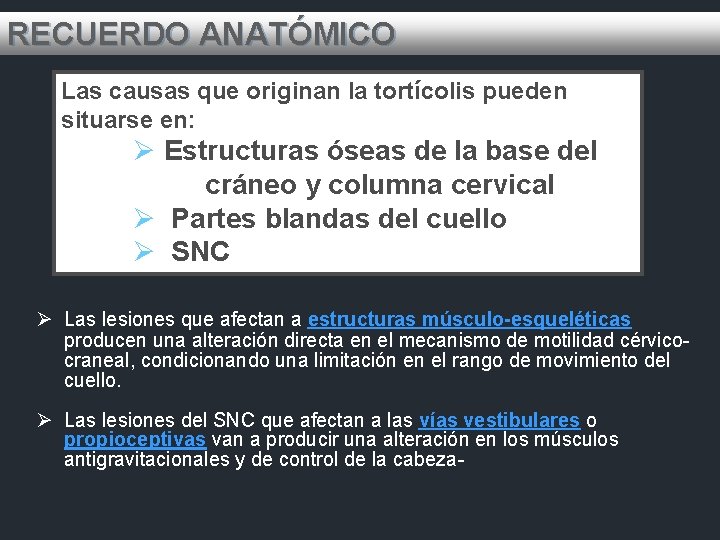 RECUERDO ANATÓMICO Las causas que originan la tortícolis pueden situarse en: Ø Estructuras óseas