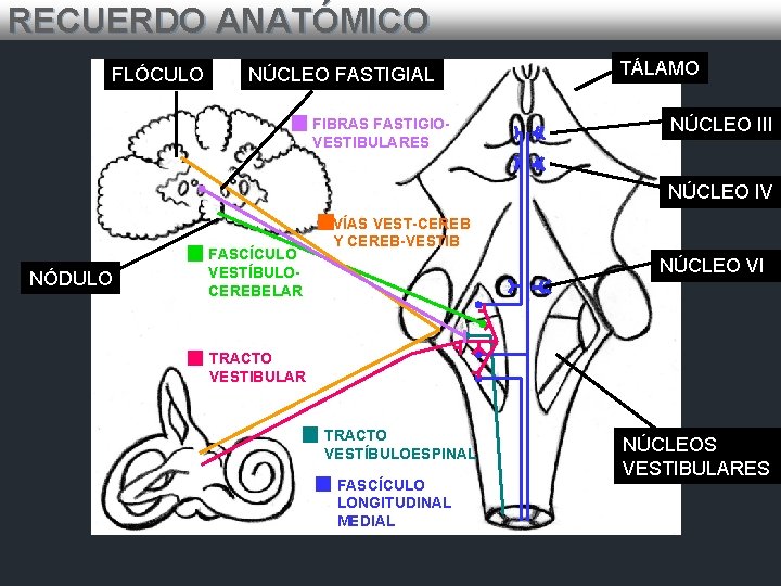 RECUERDO ANATÓMICO FLÓCULO NÚCLEO FASTIGIAL FIBRAS FASTIGIOVESTIBULARES TÁLAMO NÚCLEO III NÚCLEO IV NÓDULO FASCÍCULO