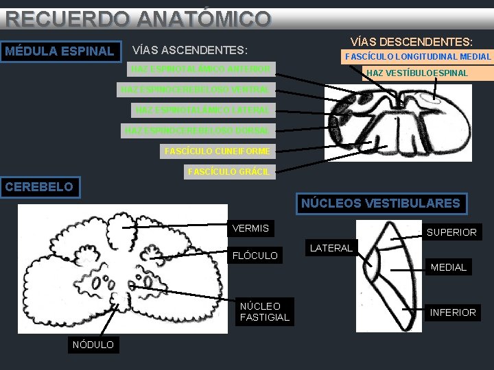 RECUERDO ANATÓMICO MÉDULA ESPINAL VÍAS ASCENDENTES: VÍAS DESCENDENTES: FASCÍCULO LONGITUDINAL MEDIAL HAZ ESPINOTALÁMICO ANTERIOR