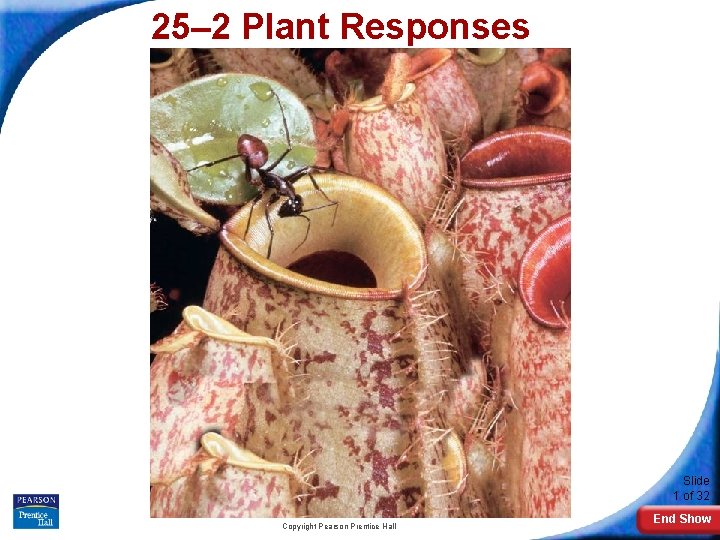 25– 2 Plant Responses Slide 1 of 32 Copyright Pearson Prentice Hall End Show