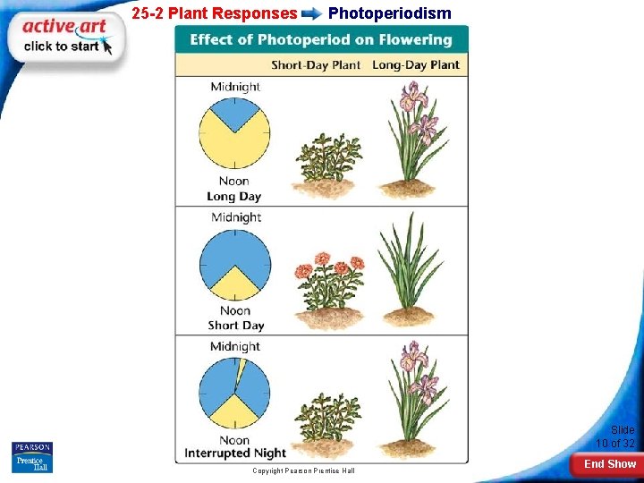 25 -2 Plant Responses Photoperiodism Slide 10 of 32 Copyright Pearson Prentice Hall End