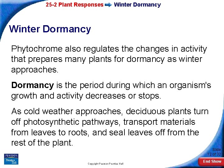 25 -2 Plant Responses Winter Dormancy Phytochrome also regulates the changes in activity that