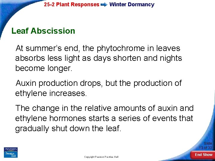 25 -2 Plant Responses Winter Dormancy Leaf Abscission At summer’s end, the phytochrome in