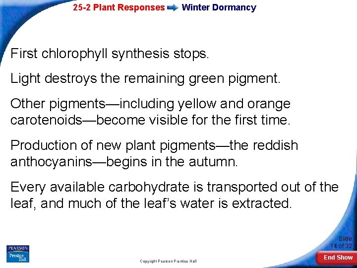 25 -2 Plant Responses Winter Dormancy First chlorophyll synthesis stops. Light destroys the remaining