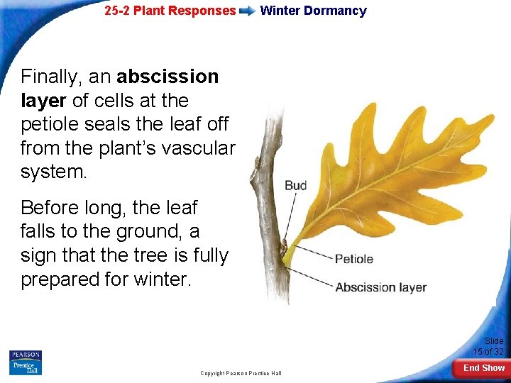 25 -2 Plant Responses Winter Dormancy Finally, an abscission layer of cells at the