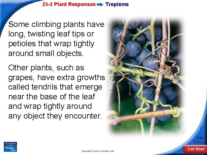 25 -2 Plant Responses Tropisms Some climbing plants have long, twisting leaf tips or