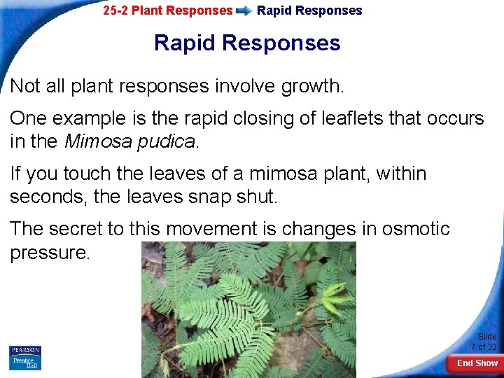 25 -2 Plant Responses Rapid Responses Not all plant responses involve growth. One example