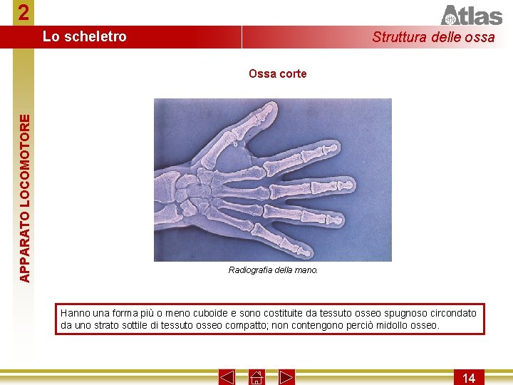 2 Lo scheletro Struttura delle ossa APPARATO LOCOMOTORE Ossa corte Radiografia della mano. Hanno