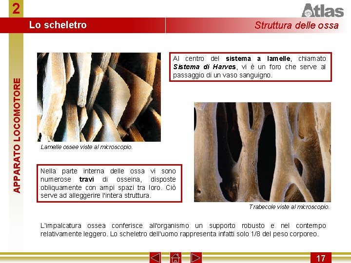 2 APPARATO LOCOMOTORE Lo scheletro Struttura delle ossa Al centro del sistema a lamelle,