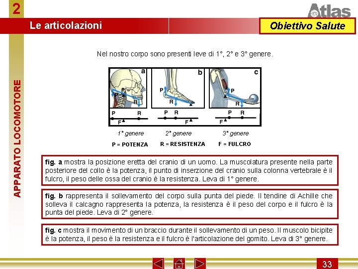 2 Le articolazioni Obiettivo Salute APPARATO LOCOMOTORE Nel nostro corpo sono presenti leve di