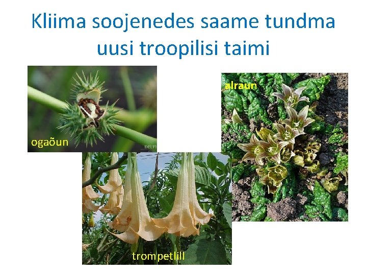 Kliima soojenedes saame tundma uusi troopilisi taimi alraun ogaõun trompetlill 