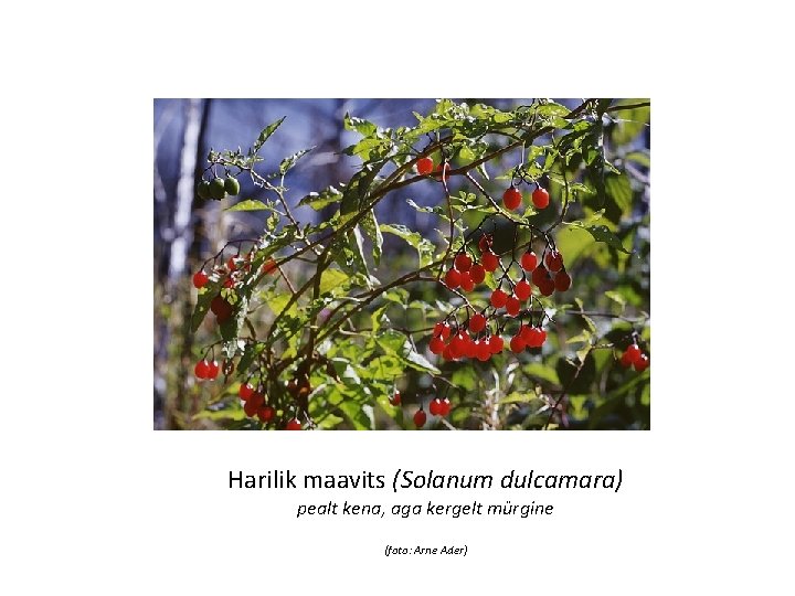 Harilik maavits (Solanum dulcamara) pealt kena, aga kergelt mürgine (foto: Arne Ader) 