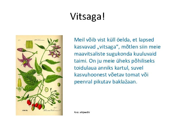 Vitsaga! Meil võib vist küll öelda, et lapsed kasvavad „vitsaga“, mõtlen siin meie maavitsaliste