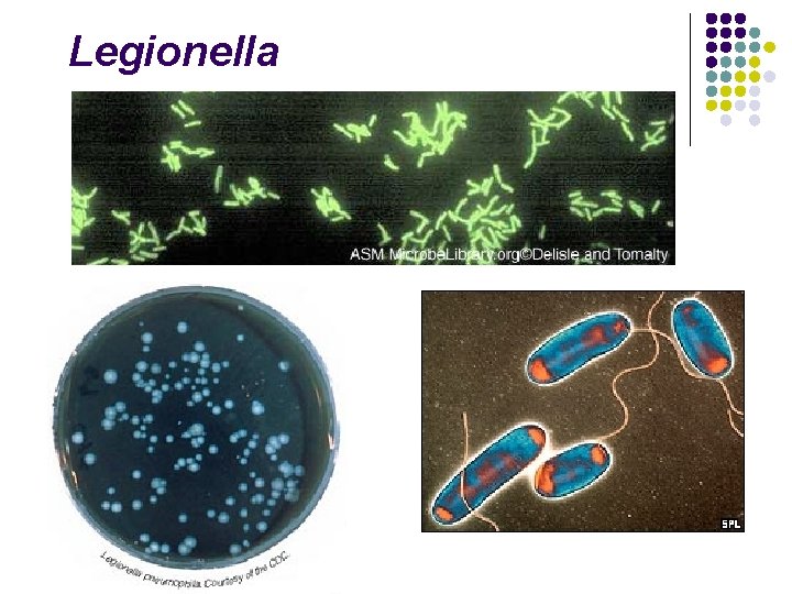 Legionella www. rivm. nl/infectieziektenbulletin 