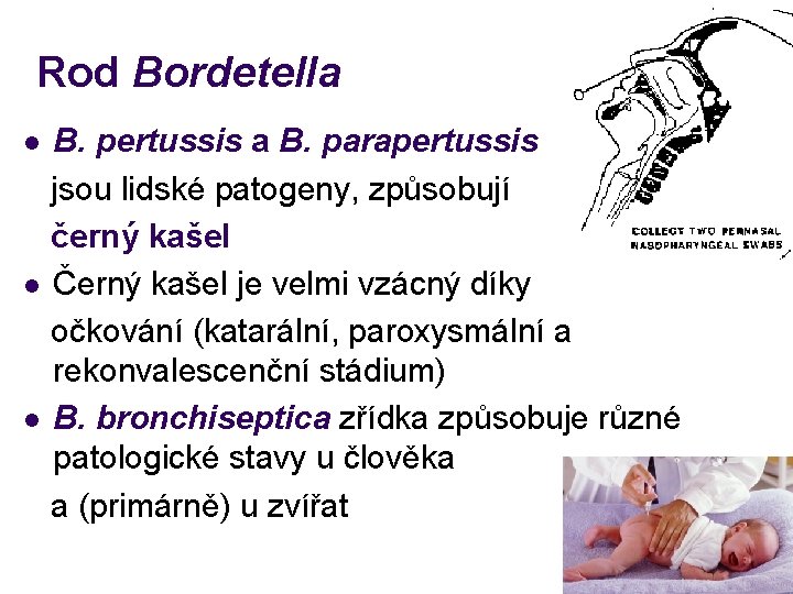 Rod Bordetella B. pertussis a B. parapertussis jsou lidské patogeny, způsobují černý kašel l