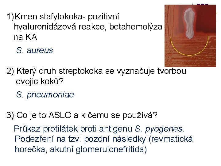 1) Kmen stafylokoka- pozitivní hyaluronidázová reakce, betahemolýza na KA S. aureus 2) Který druh