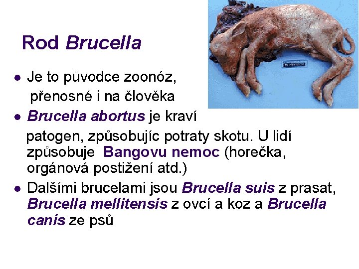 Rod Brucella Je to původce zoonóz, přenosné i na člověka l Brucella abortus je