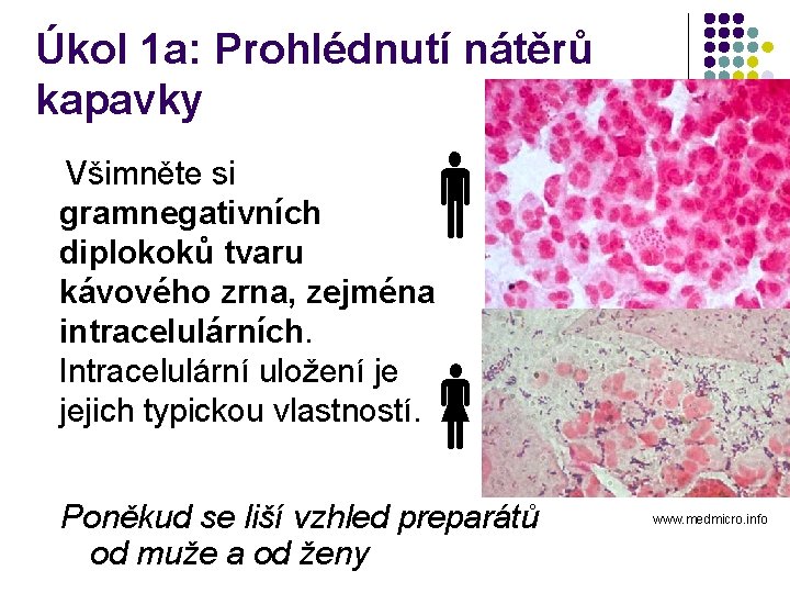 Úkol 1 a: Prohlédnutí nátěrů kapavky Všimněte si gramnegativních diplokoků tvaru kávového zrna, zejména