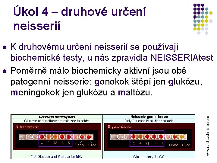 Úkol 4 – druhové určení neisserií l K druhovému určení neisserií se používají biochemické