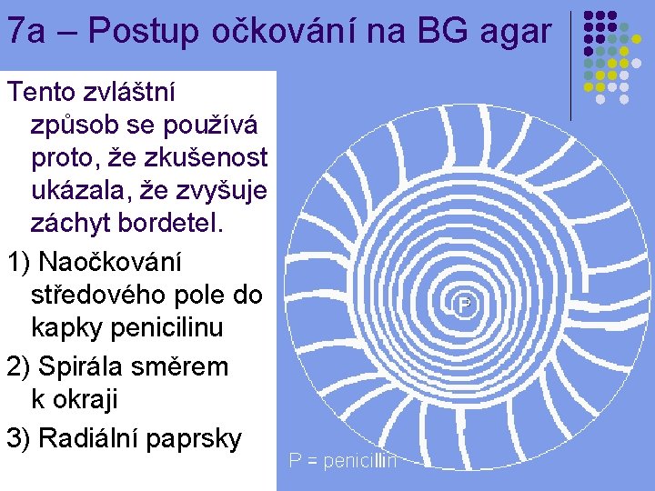 7 a – Postup očkování na BG agar Tento zvláštní způsob se používá proto,