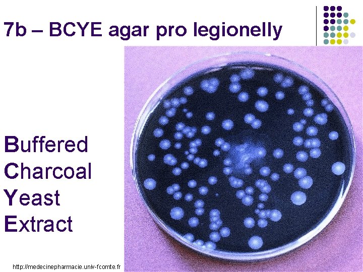 7 b – BCYE agar pro legionelly Buffered Charcoal Yeast Extract http: //medecinepharmacie. univ-fcomte.