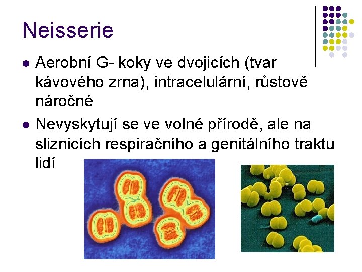 Neisserie l l Aerobní G- koky ve dvojicích (tvar kávového zrna), intracelulární, růstově náročné