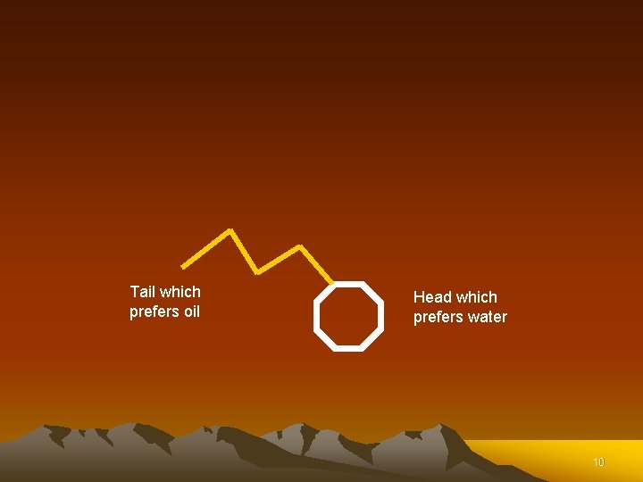 Tail which prefers oil Head which prefers water 10 Tail which prefers oil Head which prefers water 10