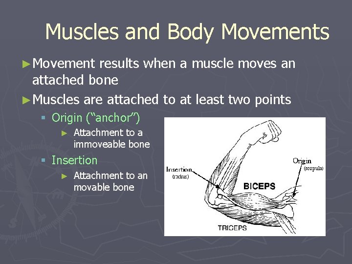 Muscles and Body Movements ►Movement results when a muscle moves an attached bone ►Muscles