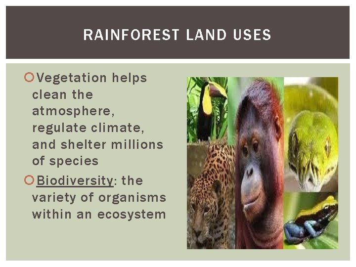 RAINFOREST LAND USES Vegetation helps clean the atmosphere, regulate climate, and shelter millions of