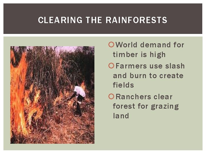 CLEARING THE RAINFORESTS World demand for timber is high Farmers use slash and burn