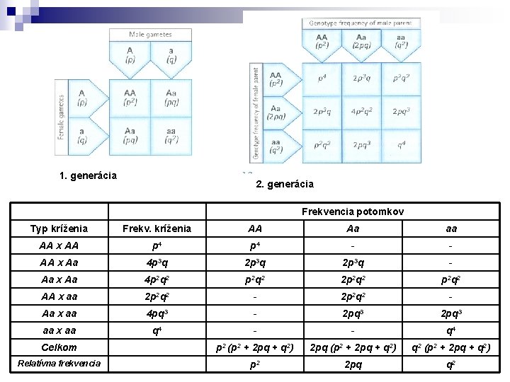 1. generácia 2. generácia Frekvencia potomkov Typ kríženia Frekv. kríženia AA Aa aa AA