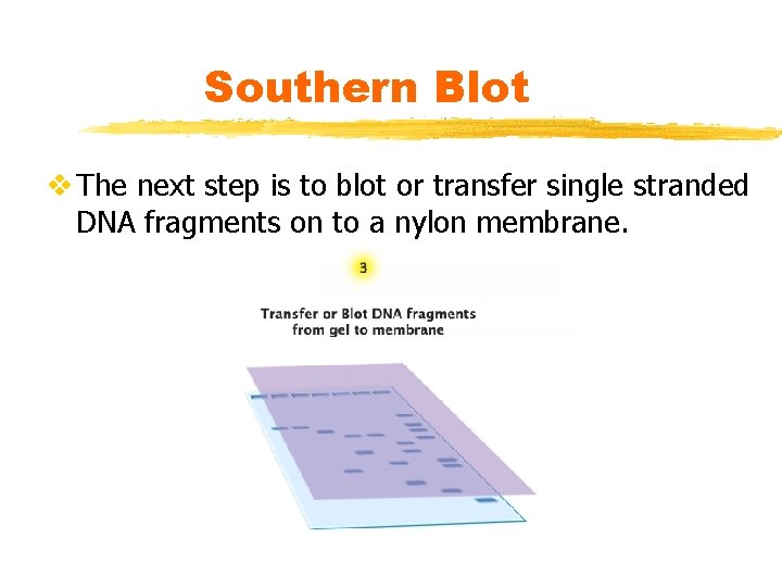 Southern Blot v The next step is to blot or transfer single stranded DNA