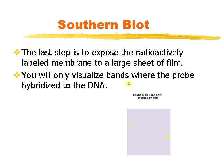 Southern Blot v The last step is to expose the radioactively labeled membrane to